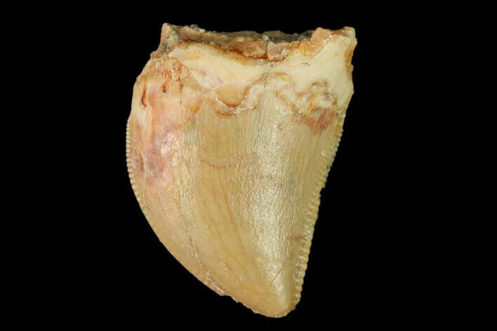 Serrated, Baby Carcharodontosaurus Tooth - Morocco #159293